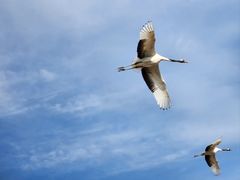 -盐城丹顶鹤湿地生态旅游区