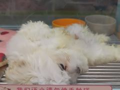 -FAELING PETS美天灵宠物(合生汇店)