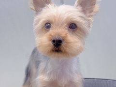 -翊宠yipet猫狗购宠庄园犬舍•猫舍