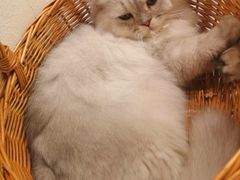-猫友咖啡店(玉林西路店)