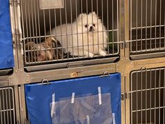 -瑞派康怡24h宠物医院·犬猫医疗中心·微创绝育(瑞景分院)