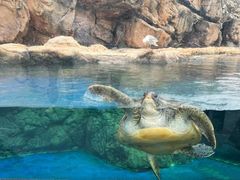 -珠海长隆海洋王国