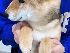 -宠福鑫康馨动物医院·骨科·眼科