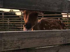 -安德鲁户外烧烤帐篷营地(马泉营店)