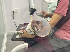 -爱洗澡的猫(望京店)