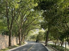 -上海佘山国家森林公园天马山园