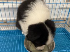 -翊宠yipet猫狗购宠庄园犬舍•猫舍