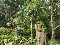 -中国科学院西双版纳热带植物园