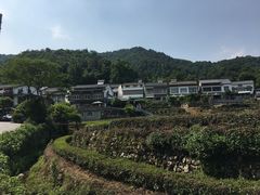 -龙井村