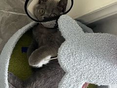 -爱佳宠物中心医院24H·CT·骨外科·猫专科(瑶海万达店)