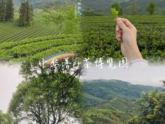-普洱太阳河森林公园