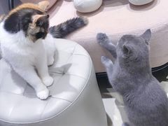 -藏猫猫咖啡主题馆(中央大道店)