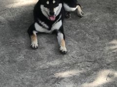 -柴犬高等学院·狗咖·柴犬售卖·宠物训练