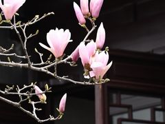 -耦园