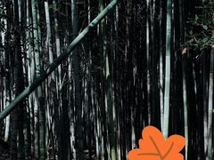 -上海佘山国家森林公园天马山园