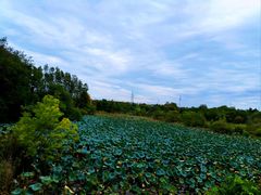 -东湖落雁景区