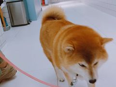-柏萃动物医院·骨科·牙科