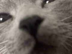 -瑞鹏宠物医院·爱宠堂·骨外专科(西荷分院)