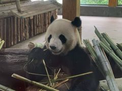 -云南野生动物园