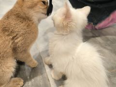 -楼上猫咖(罗湖店)