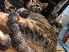 -猫的天空之城概念书店(杭州南宋御街店)