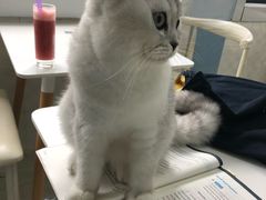 -喵的天空名猫咖啡馆·撸猫·猫舍·用品