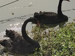 -昆山城市生态森林公园