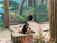 -中国大熊猫保护研究中心雅安碧峰峡基地