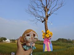 -杭州湾海上花田景区