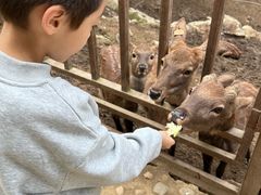 -栾川竹海野生动物园