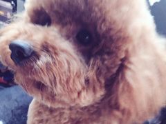 -瑞派宠物医院·24小时骨科·心脏·核磁(哈尔滨南岗店)
