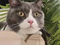 -藏猫猫咖啡主题馆(中央大道店)