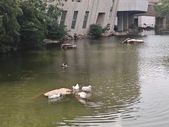 -新江湾城公园