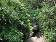 -王顺山国家森林公园