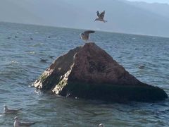 -大理洱海