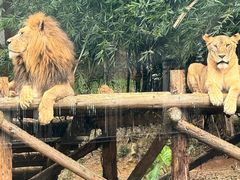 -泉州海丝野生动物世界