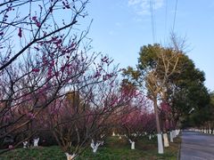 -上海海湾国家森林公园