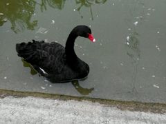 -淄博花灯齐彩城