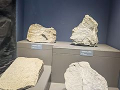 -湖南省地质博物馆