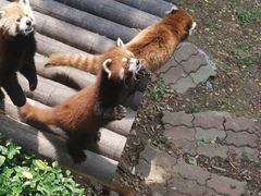 -大连森林动物园