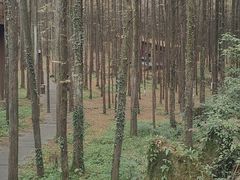 -山王坪喀斯特国家生态公园