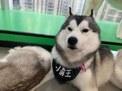 -Husky Go! 哈士奇体验馆·宠物咖啡厅狗咖