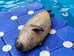 -海合安成都极地海洋公园