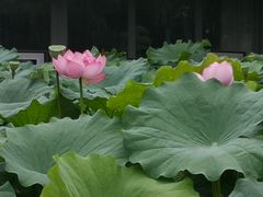 -陈家山荷花公园