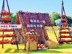 -大塘金香草谷