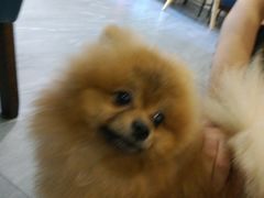 -柯斗斗主题餐厅·狗咖·围炉煮茶·茶饮(国瑞升平里店)