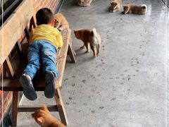 -柴犬高等学院·狗咖·柴犬售卖·宠物训练