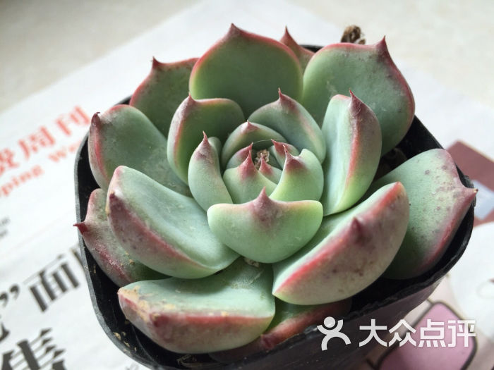 盛芳国际花卉总部基地图片 - 第3张