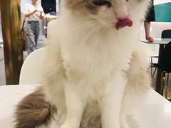 -飞行喵MR PILOT|猫舍·猫咖(静安大融城店)