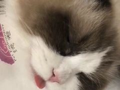 -宠爱国际动物医院· 猫科· 外科·中兽医(长白店)